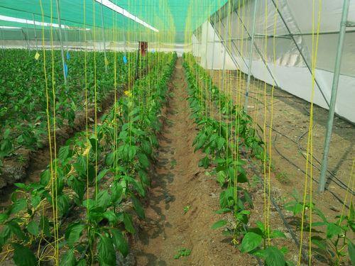 Uttam Yellow Greenhouse Twine Rope, For Industrial